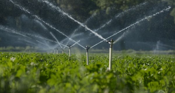 Drip Irrigation Leak Repair